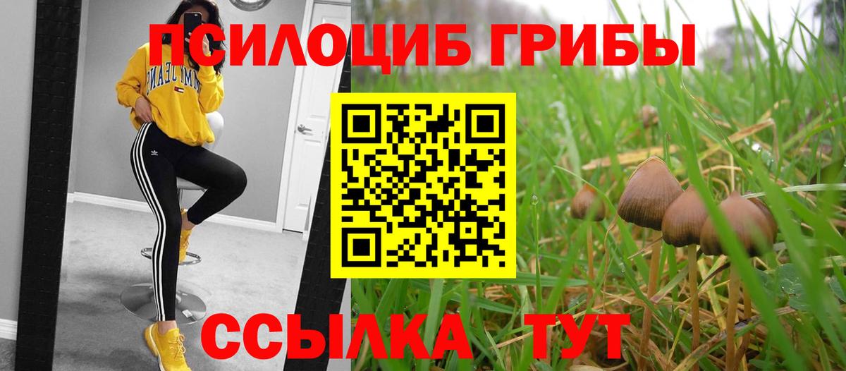 Галлюциногенные грибы Psilocybine cubensis  Вход с VPN  Михайловск  Псилоцибиновые грибы мицелий 